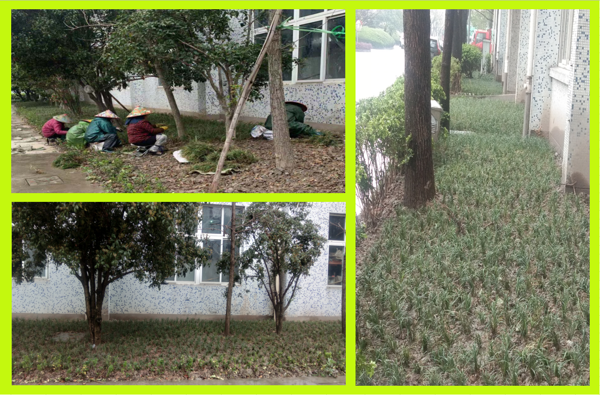 种植绿化，，，，，，，美化坏境